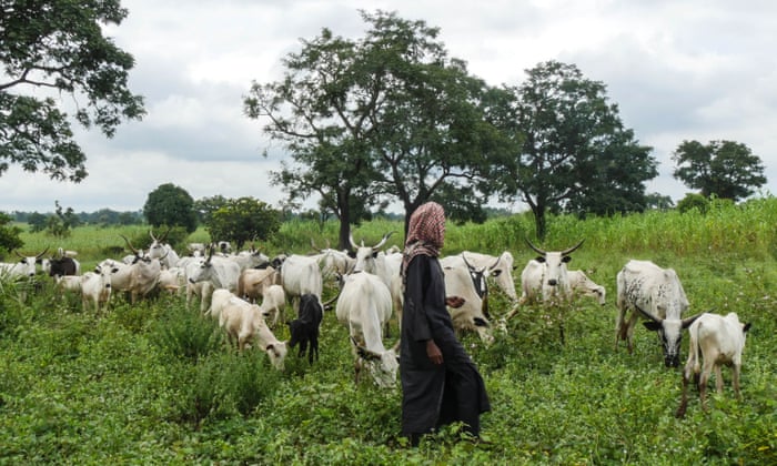 A Herder-with-cows-on-the-field-grazing
