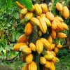 Cocoa-Farm