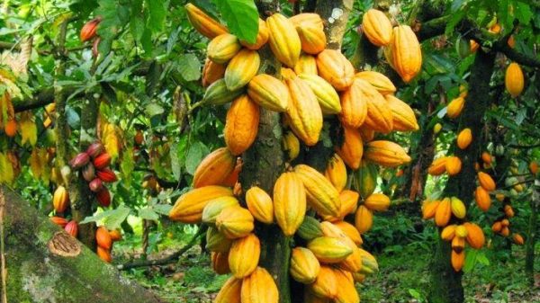 Cocoa-Farm