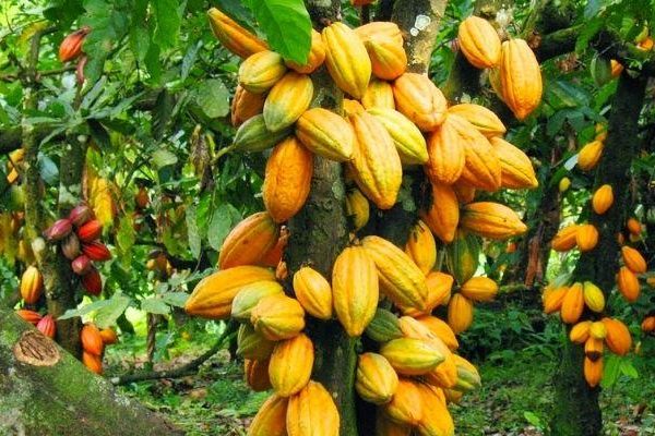 Cocoa-Farm