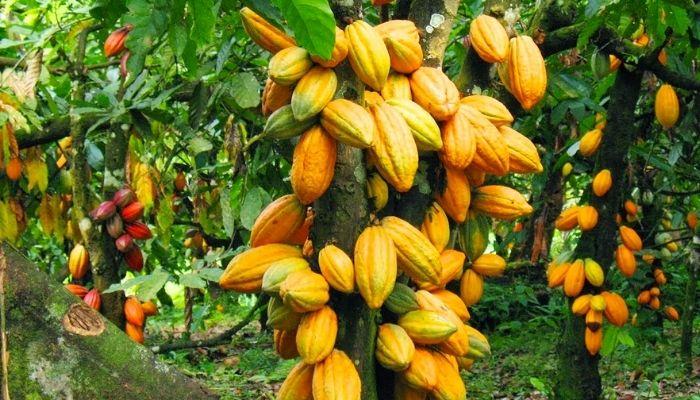 Cocoa-Farm